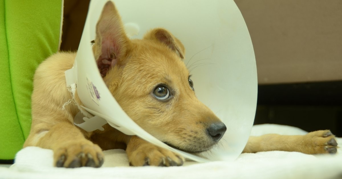 Prayer for sick dog protection