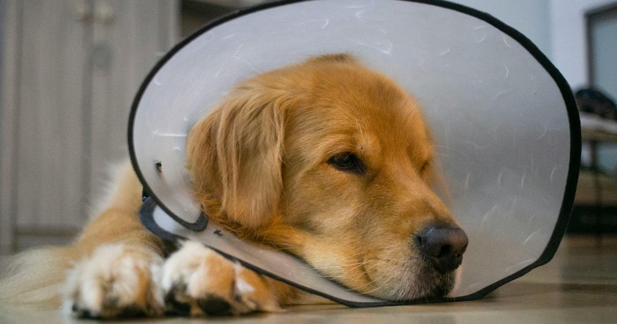 Short prayer for a sick dog